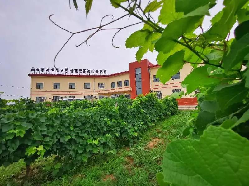 西北农林科技大学西乡茶叶试验示范站.jpg
